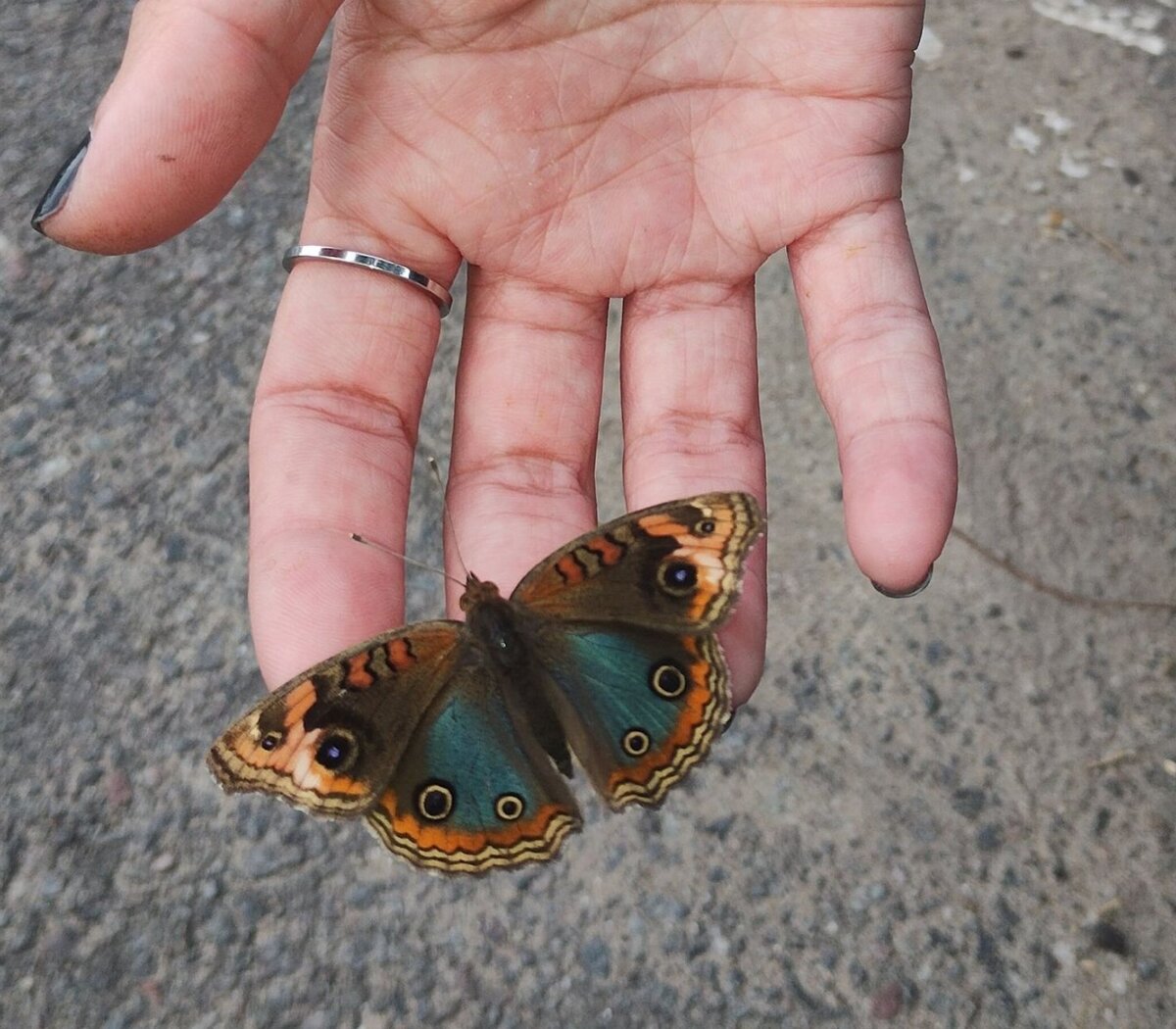 El AMBA se llenó de mariposas: ¿cuál es la causa? | ¿Cuánto vive una  mariposa? | Página|12