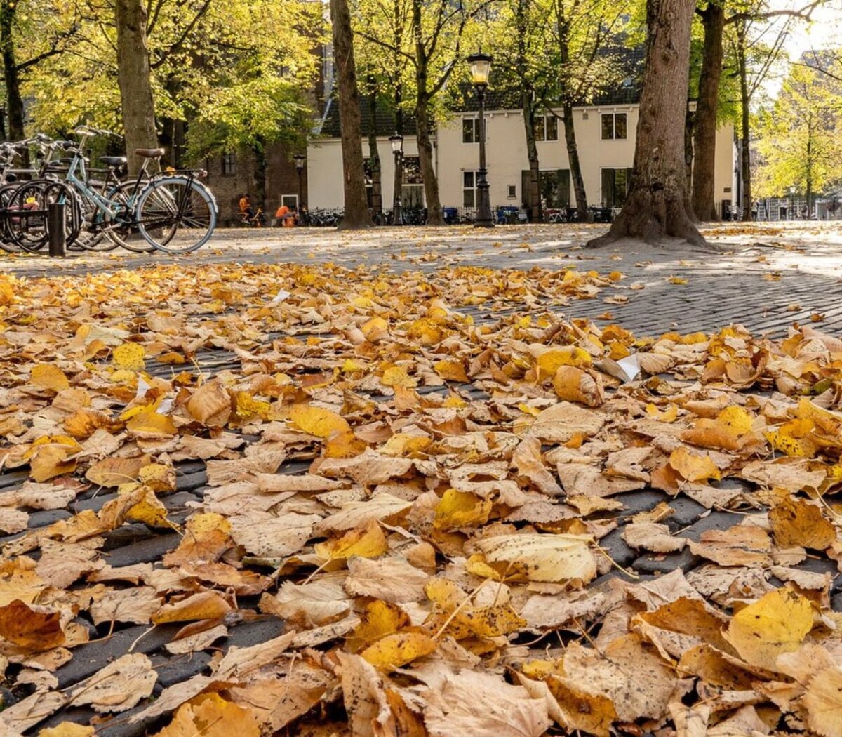 Comenzó el otoño en el hemisferio sur, un día antes de la fecha oficial