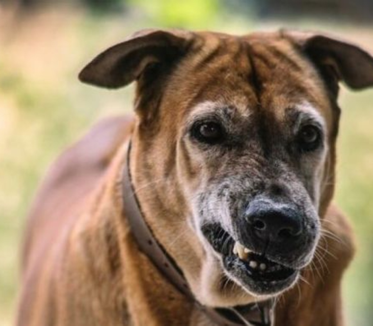 se puede contraer la rabia por tocar un animal muerto