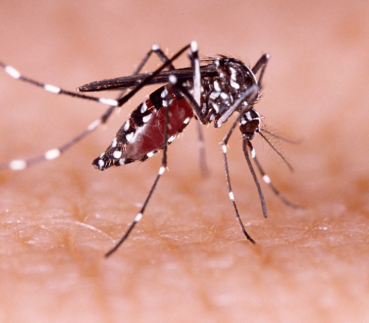 Dengue Dengue Dengue – Semillero Zeagle ZX/DS-V | Dive Right In Scuba - Plainfield, IL