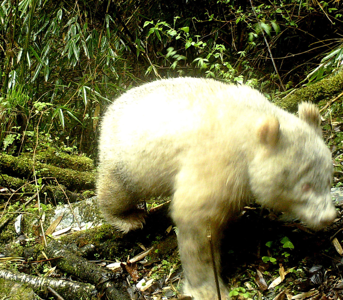 Fanpage do Centro Nacional de Primatas - Cenp - Raro filhote #albino de  macaco da espécie Chlorocebus pygerythrus é fotografado em parque na  África do Sul.  O #albinismo (do latim albus-branco)