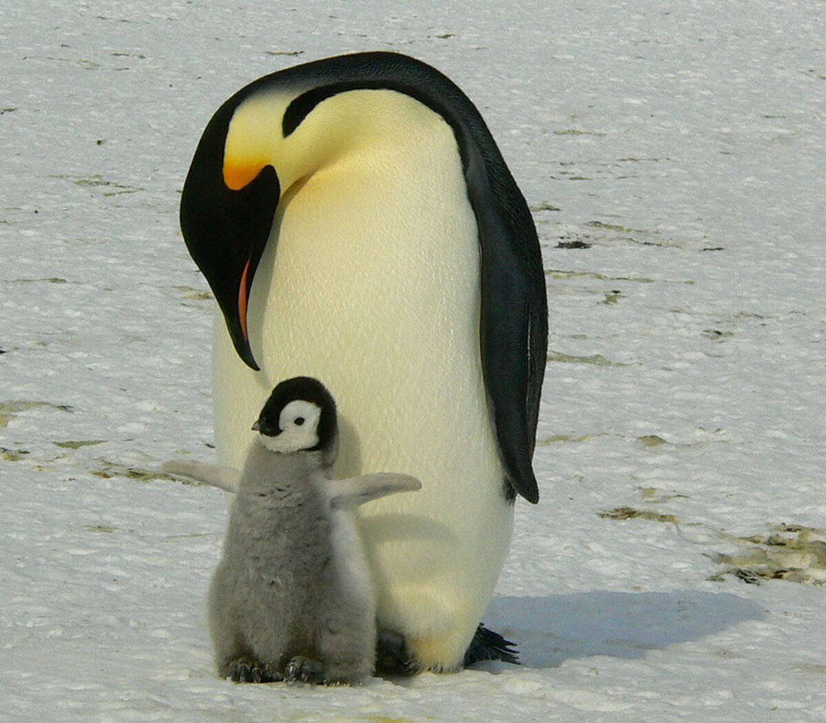 La Catastrofe Del Pinguino Emperador Murieron Miles De Crias En La Antartida Se Derritio El Hielo Y Se Ahogaron Pagina12