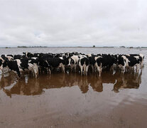 Una postal repetida. Las vacas lecheras buscan suelo firme para poder pastar unas horas.