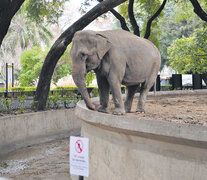 Al ser de origen diferente, las elefantas del zoo no pueden estar juntas. (Fuente: Guadalupe Lombardo) (Fuente: Guadalupe Lombardo) (Fuente: Guadalupe Lombardo)