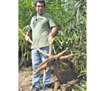Guía y agricultor, Eduardo Mendoza enseña sus plantas de mandioca. (Fuente: Pablo Donadio) (Fuente: Pablo Donadio) (Fuente: Pablo Donadio)