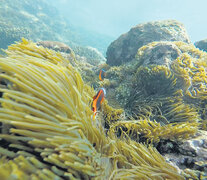 El arrecife de coral de Whitesand Beach esconde una amplia variedad de peces.