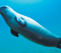 Las focas van cambiando y dejarán de ser capaces de andar fuera del agua.