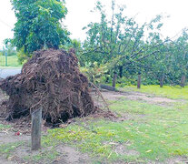 Arboles arrancados de cuajo y postes caídos por la tormenta.