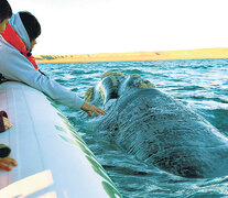 Diciembre es el mes de los últimos avistajes de ballenas francas en el Golfo Nuevo. (Fuente: Gentileza Daniel Feldman) (Fuente: Gentileza Daniel Feldman) (Fuente: Gentileza Daniel Feldman)