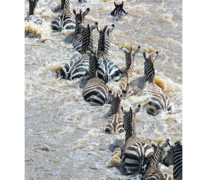 Manada de cebras cruzando el río Mara, en su vuelta al Serengueti. (Fuente: Pablo Daniel Fernández) (Fuente: Pablo Daniel Fernández) (Fuente: Pablo Daniel Fernández)