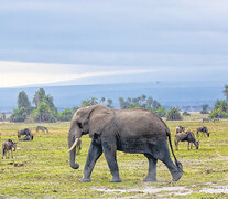 Auténticos reyes de la naturaleza africana, los elefantes del Parque Nacional Amboseli. (Fuente: Pablo Daniel Fernández) (Fuente: Pablo Daniel Fernández) (Fuente: Pablo Daniel Fernández)
