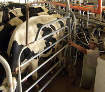 “Nuestras vacas comen dólares y ordeñamos pesos”, graficó un productor de Santa Fe ante la crisis.