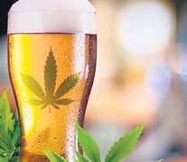 Desde el año próximo estará a la venta, en Canadá, la cerveza sin alcohol, con cannabis.