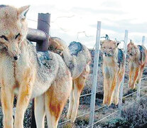 El zorro es, junto al puma, un depredador natural del ratón colilargo.