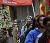 Se pide el cese de la criminalización a quienes cultivan cannabis en cualquiera de sus formas. (Fuente: Andres Macera) (Fuente: Andres Macera) (Fuente: Andres Macera)