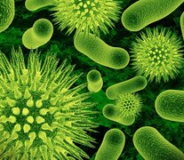 Virus y bacterias, la vida como materia que elige.