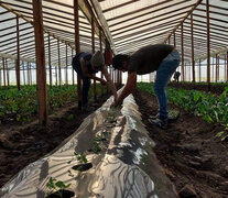 En Daireaux (localidad de 20 mil habitantes de la provincia de Buenos Aires) el estado municipal está creando cooperativas de alimentos, en un proceso que llevó un cambio significativo en la ciudad. 