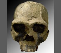 false (Fuente: Wikipedia-cráneo Homo_ergaster) (Fuente: Wikipedia-cráneo Homo_ergaster) (Fuente: Wikipedia-cráneo Homo_ergaster)