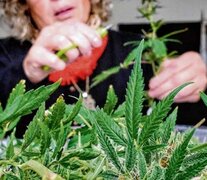 La ley permite sembrar, cultivar y guardar cannabis con recomendación médica.