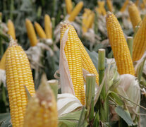 La suba del precio del maíz presiona sobre el precio interno de varios alimentos que lo utilizan como insumo. (Fuente: AFP) (Fuente: AFP) (Fuente: AFP)