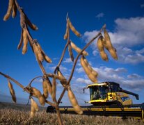 La sequía en Brasil y Argentina empuja el precio de la soja a nivel internacional. (Fuente: Alejandro Elías) (Fuente: Alejandro Elías) (Fuente: Alejandro Elías)