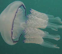 Lychnorhiza lucerna, la especie de medusa de los mares argentinos.