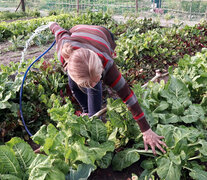 Rosario es pionera en producción agroecológica (Fuente: Gentileza Karen Roeschlin) (Fuente: Gentileza Karen Roeschlin) (Fuente: Gentileza Karen Roeschlin)