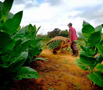 En junio, el precio mayorista del tabaco subió 8,5 por ciento.  (Fuente: AFP) (Fuente: AFP) (Fuente: AFP)