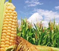 Durante la última década, el mercado local de agroquímicos se duplicó. (Fuente: AFP) (Fuente: AFP) (Fuente: AFP)