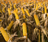 El 41 por ciento de los cultivos de maíz sufren la falta de agua. (Fuente: NA) (Fuente: NA) (Fuente: NA)