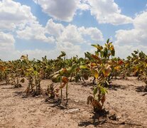 Un cultivo de soja castigado por la sequía.