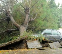 Un árbol caído sobre un auto, en Bahía Blanca. (Fuente: Gentileza La Nueva) (Fuente: Gentileza La Nueva) (Fuente: Gentileza La Nueva)