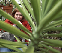 Beatriz Vignoli se define como rescatadora urbanas de plantas abandonadas. (Fuente: Andres Macera) (Fuente: Andres Macera) (Fuente: Andres Macera)