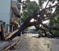 Caída de árbol en Villa Luro en las calles Juan B Justo y Lope de Vega. (Fuente: Bernardino Avila) (Fuente: Bernardino Avila) (Fuente: Bernardino Avila)