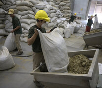 2021 fue un año record para la producción y el consumo de yerba mate en Argentina. (Fuente: AFP) (Fuente: AFP) (Fuente: AFP)