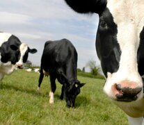 Los precios de la carne, en niveles máximos.