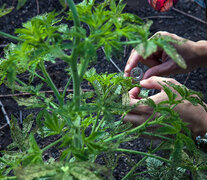 El Rico es la única isla estudiada en detalle a nivel de vegetación en la década del ochenta. (Fuente: Ramiro Ortega) (Fuente: Ramiro Ortega) (Fuente: Ramiro Ortega)