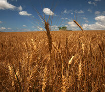 El Mercosur es un destino potencial para la venta de insumos agrícolas (Fuente: AFP) (Fuente: AFP) (Fuente: AFP)
