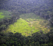 Cada vez menos árboles en el Amazonas (Fuente: AFP) (Fuente: AFP) (Fuente: AFP)