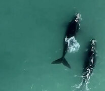 Dos ballenas francas aparecieron en Playa Grande en Mar del Plata.