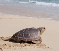 El 99% de las tortugas marinas nacen hembras por el cambio climático, según expertos. Imagen: EFE. 