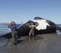 Se confirmó la aparición de la séptima ballena franca austral fallecida en las costas de la Península Valdés, en Chubut. (ICB)