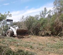 La topadora arrasó con bosque nativo.