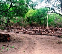 La deforestación es uno de los grandes canales de contribución al calentamiento global.