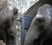 Pocha y Guillermina cuando fueron llevadas al Santuario de Elefantes en Mato Grosso, en Brasil. Fue en mayo de este año. 