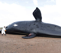 Ya son 30 las ballenas fallecidas en Chubut. Imagen ICB