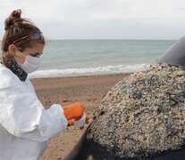 Investigadores del Programa de Monitoreo Sanitario Ballena Franca Austral tomando muestras de un ejemplar fallecido de ballena franca austral en la Península Valdés. (ICB)