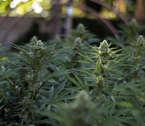 La Asociación de Usuarios y Profesionales para el Abordaje del Cannabis quiere ir más allá de las semillas. 