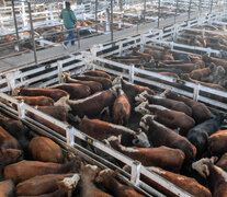 El estiércol de tres mil cabezas de ganado permite brindar energía eléctrica a dos mil personas.  (Fuente: Télam) (Fuente: Télam) (Fuente: Télam)