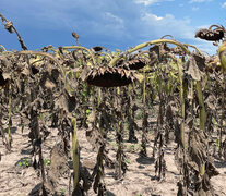 El maíz y la soja son los cultivos más castigados en la provincia (Fuente: NA) (Fuente: NA) (Fuente: NA)